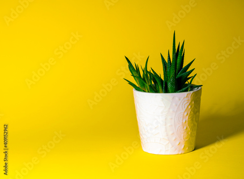 Fototapeta Naklejka Na Ścianę i Meble -  green succulent plant growing in white pot, houseplant in white pot stands on yellow uniform background, isolated, front view, copy space