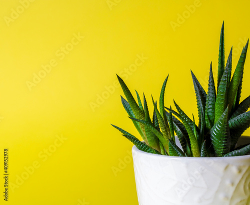 green succulent plant growing in white pot, houseplant in white pot stands on yellow uniform background, isolated, front view, copy space
