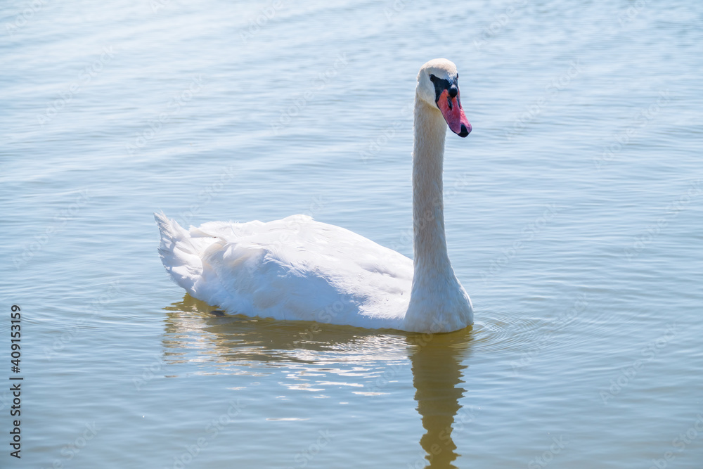 Obraz premium Graceful white Swan swimming in the lake, swans in the wild. Portrait of a white swan swimming on a lake.