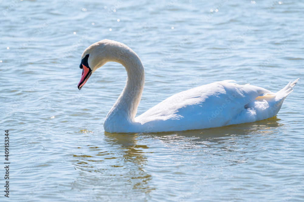 Fototapeta premium Graceful white Swan swimming in the lake, swans in the wild. Portrait of a white swan swimming on a lake.