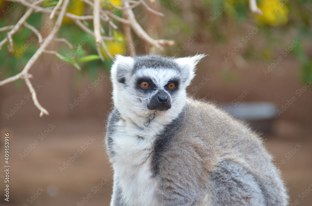 Naklejka premium Lovely lemur in the park