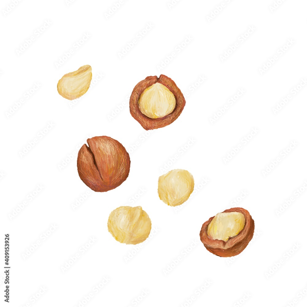 Macadamia nut - colored pencil style - Macadamia nut - colored pencil style -
