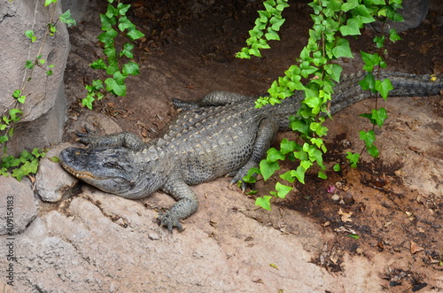 Big crocodile in the jungle © Ilia