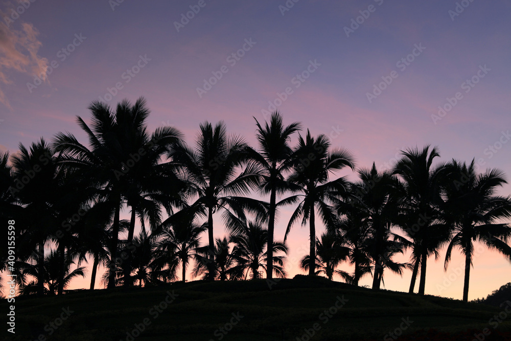Silhouette of a group of coconut trees in the evening, twilight sky and beautiful colors.