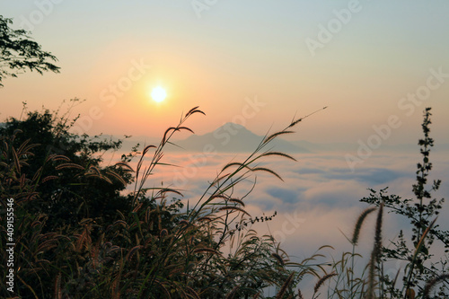 Grass flowers in the mountains in the morning countryside The background is mountains and sea of mist. In the sunrise Warm tones are used as a background.
