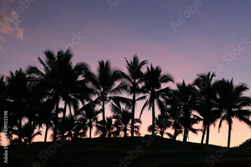 Silhouette of a group of coconut trees in the evening  twilight sky and beautiful colors.