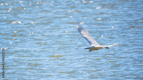 The flight of the little egret.