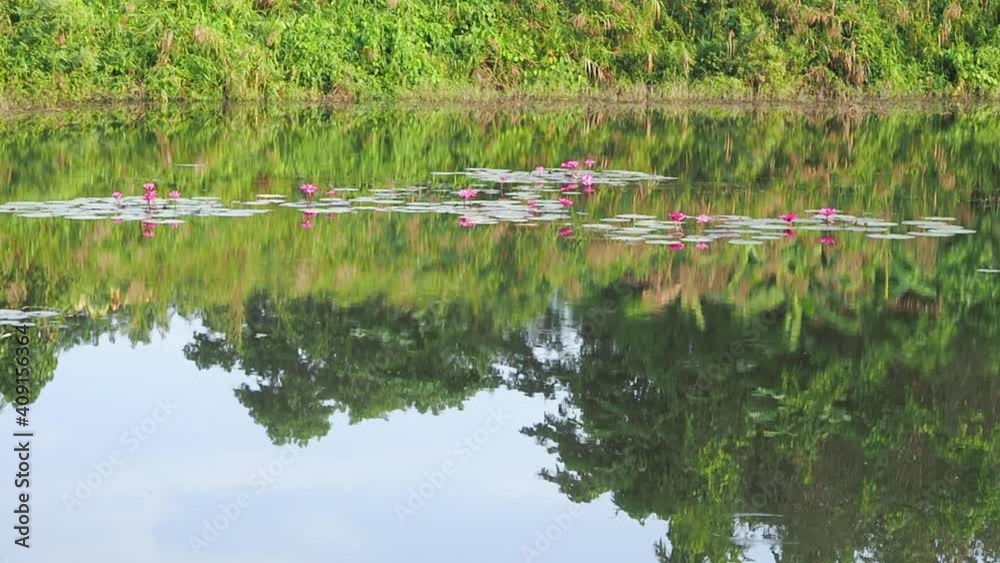 Beautiful lotus pond with reflections of beautiful sky in the water. Daytime landscape background. Nature lovers, traveling in tropical countryside. Summer season scenery, lush rain forest in daylight Beautiful lotus pond with reflections of beautiful sky in the water. Daytime landscape background. Nature lovers, traveling in tropical countryside. Summer season scenery, lush rain forest in daylight