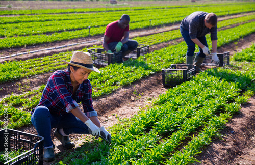 Hispanic woman farmer harvesting green garden rocket on farm plantation on sunny spring day photo