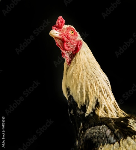 Fighter cock or rooster looking upward with aggression, rooster isolated, black background, cockfight.