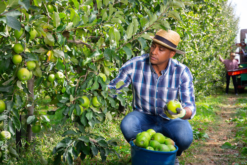 Canvastavla Successful male owner of citrus farm gathering harvest of ripe apples