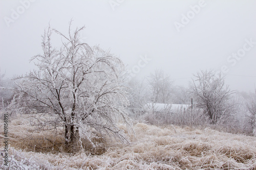 Snow-covered winter steppe during fog. Trees and grass covered with frost photo