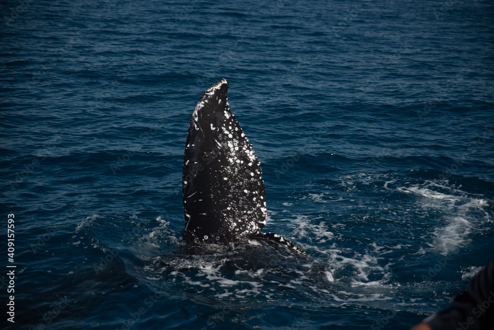 Fototapeta premium Humpback whale watching
