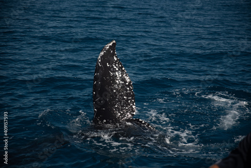 Humpback whale watching © Dynea Chapman