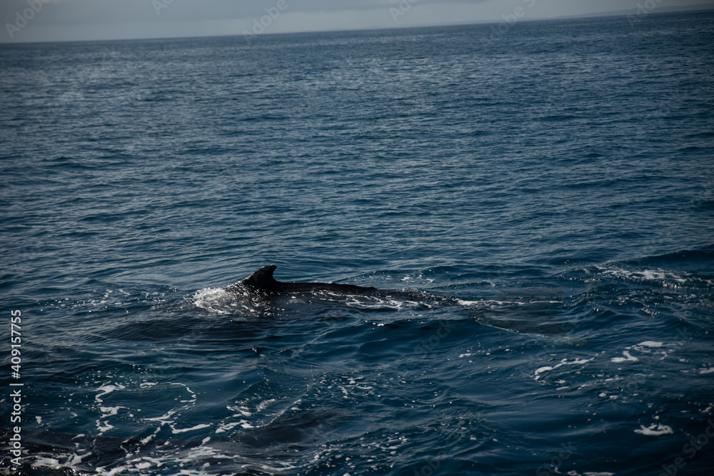 Humpback whale watching Humpback whale watching