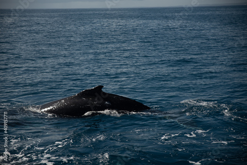 Humpback whale watching