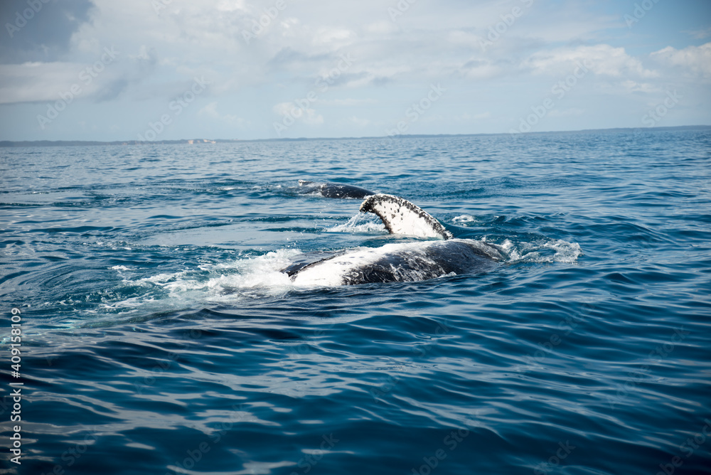 Fototapeta premium Whale Watching