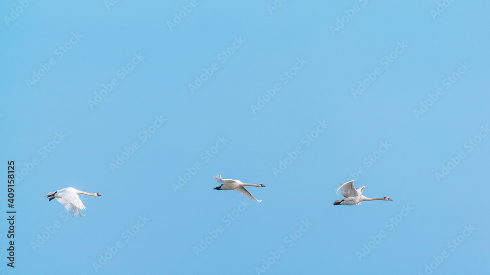 A flock of swans in flight