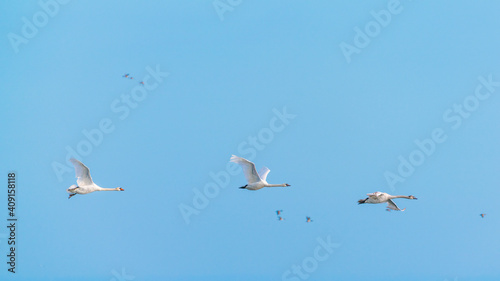 A flock of swans in flight