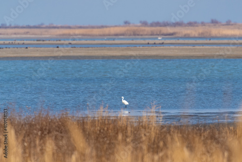 White heron on the lake
