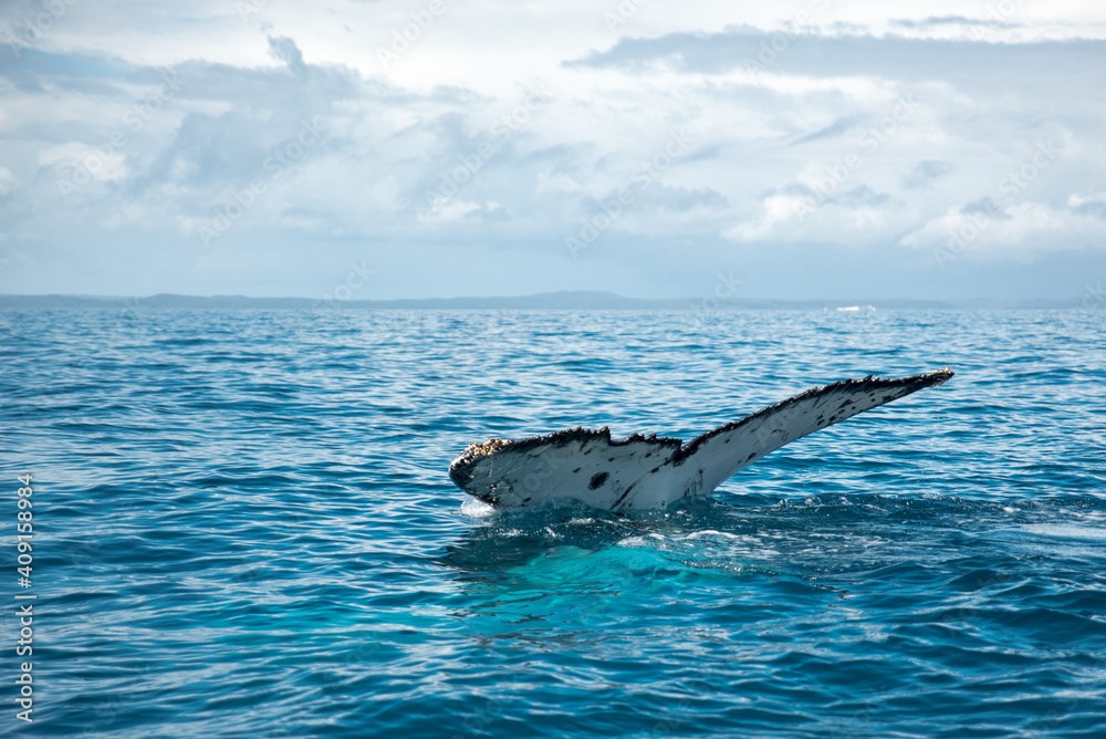 Fototapeta premium Humpback Whale watching