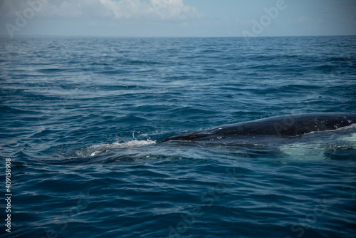 Humpback Whale watching © Dynea Chapman