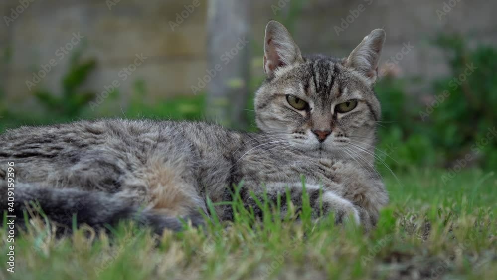 Grey Tabby Cat Lying On Green Grass And Looking At Camera. - close up Grey Tabby Cat Lying On Green Grass And Looking At Camera. - close up