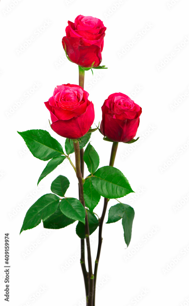 Obraz premium beautiful pink roses on a white background