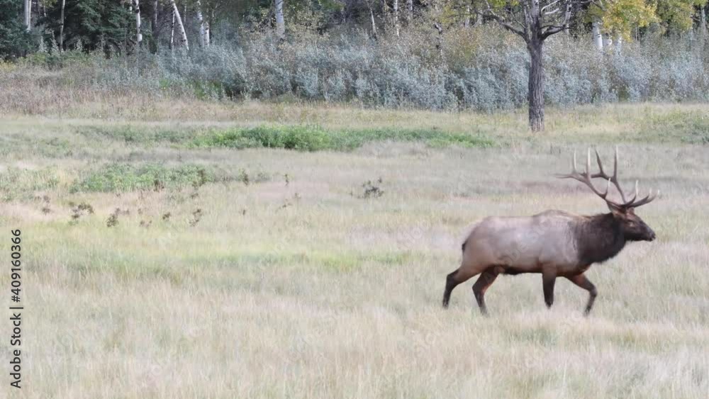 Moose in the Canadian wilderness Moose in the Canadian wilderness