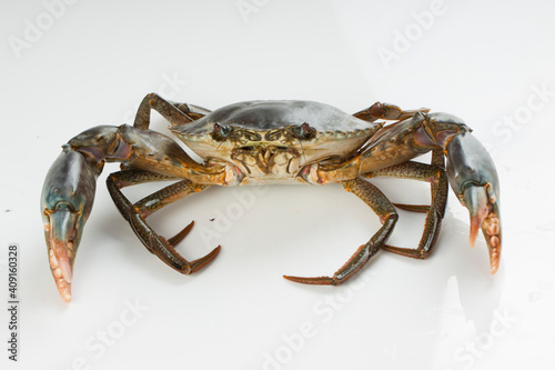 Live mud crab