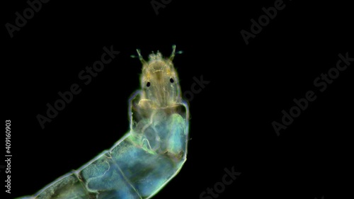 insecta Midge Larva Chironomidae under the microscope, order Diptera, distributed at the bottom of ponds, are indicators of water, food for fish. Sample found in the Volga River photo