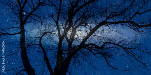 Fototapeta Naklejka Na Ścianę i Meble -  Lone dead tree with amazing Andromeda  Galaxy at sunset 