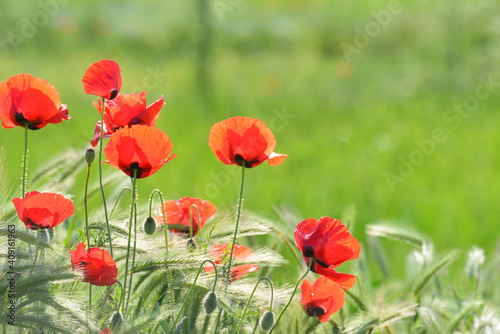 red poppy flower field