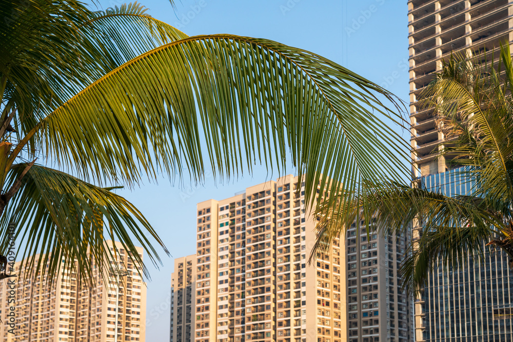 Palm tree branches with apartment buildings on background