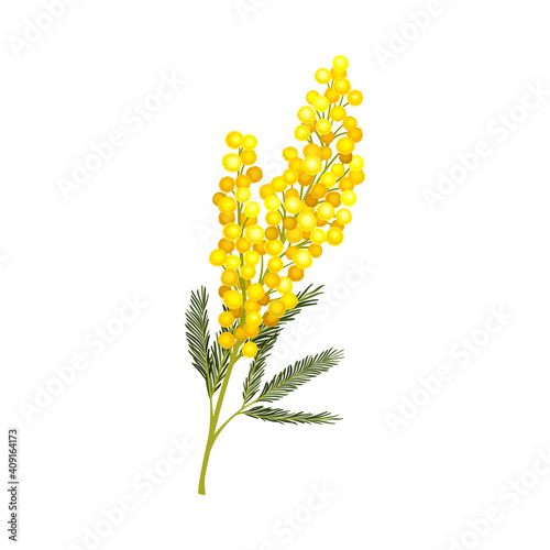 Branch of Mimosa or Silver Wattle with Bipinnate Leaves and Yellow Racemose Inflorescences Vector Illustration