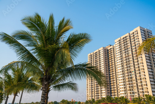 Palm tree branches with apartment buildings on background © Hanoi Photography