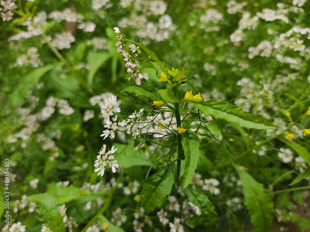 small Beautiful flowers in th field.flowers with green background.flowers for background texture.beautiful nature in spring. small Beautiful flowers in th field.flowers with green background.flowers for background texture.beautiful nature in spring.