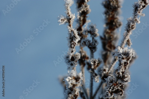 Fragment of a dry wild-growing plant in ice crystals of hoarfrost on a blue background.