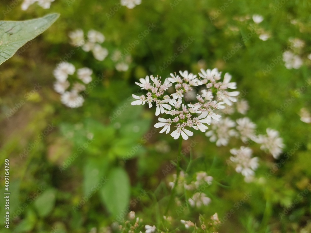 small Beautiful flowers in th field.flowers with green background.flowers for background texture.beautiful nature in spring. small Beautiful flowers in th field.flowers with green background.flowers for background texture.beautiful nature in spring.