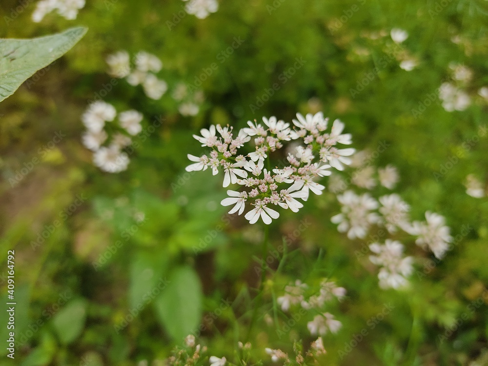 small Beautiful flowers in th field.flowers with green background.flowers for background texture.beautiful nature in spring. small Beautiful flowers in th field.flowers with green background.flowers for background texture.beautiful nature in spring.