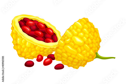 Halved Momordica Charantia or Bitter Melon with Exposed Seeds Covered with Red Pulp as Tropical Edible Fruit Vector Illustration