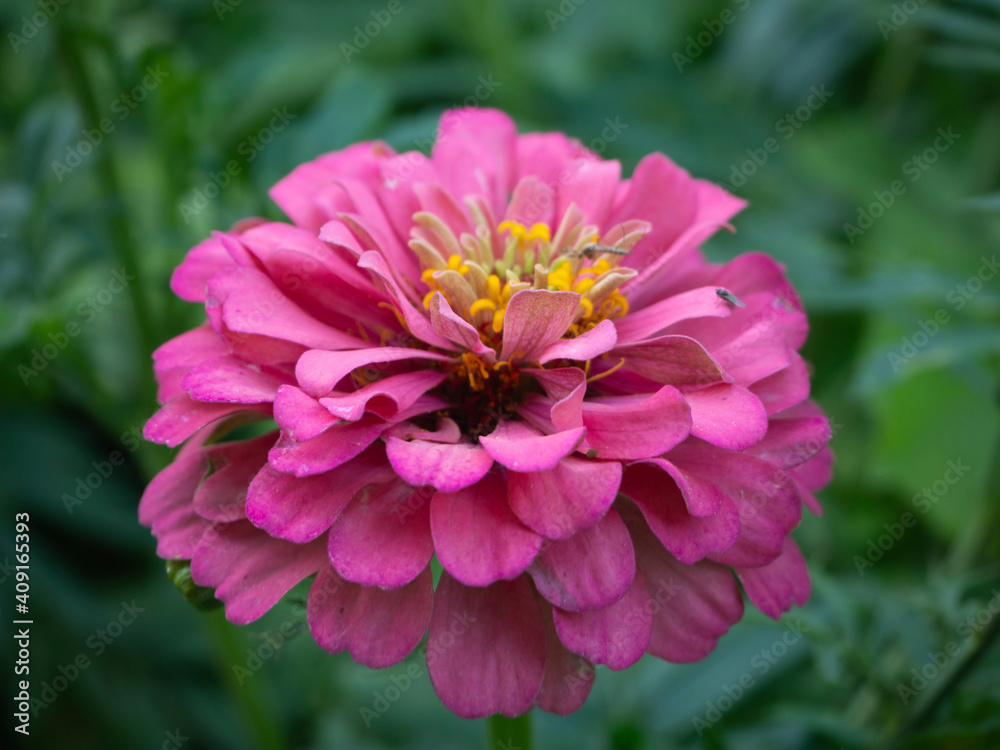 Pink zinnia flower close-up on a green blurred background.
