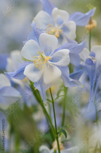 forget me not Columbine flower