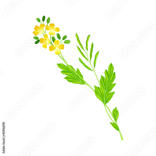 Mustard Flowering Plant Specie with Yellow Flowers Vector Illustration
