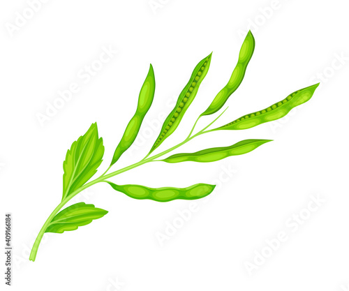 Foliage of Mustard Flowering Plant Specie with Seeds and Pods Vector Illustration