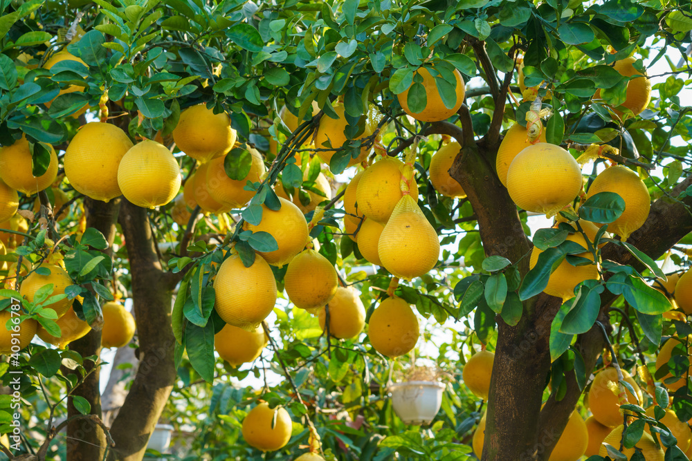 Pomelo fruits on the trees in the citrus garden. Pomelo is the traditional new year food in Vietnam