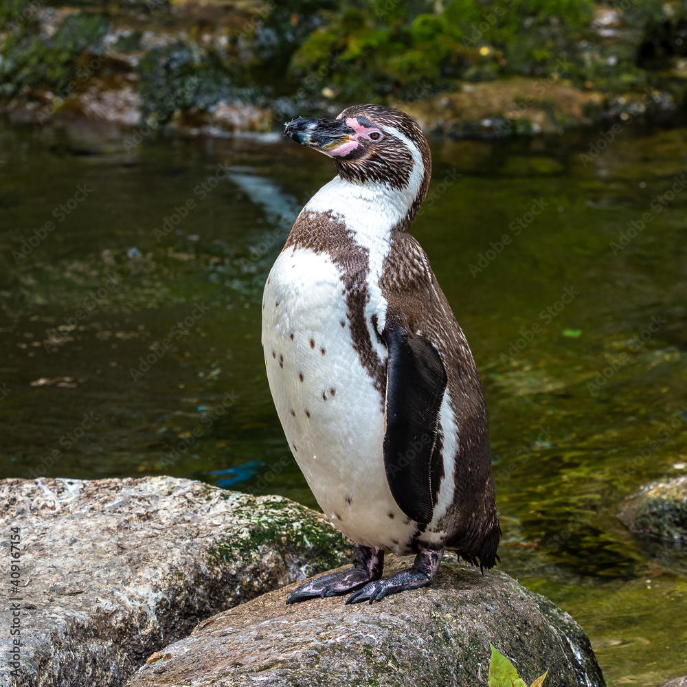 Naklejka premium Humboldt Penguin, Spheniscus humboldti in a park