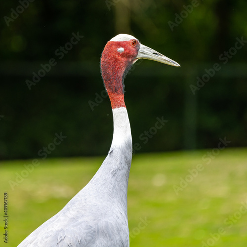 Sarus crane, Grus antigone also known as Indian sarus crane photo