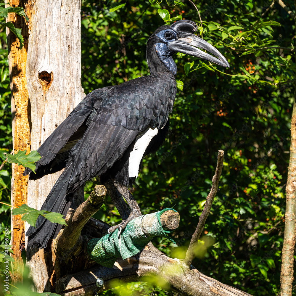 Obraz premium Abyssinian northern Ground Hornbill, Bucorvus abyssinicus strange bird