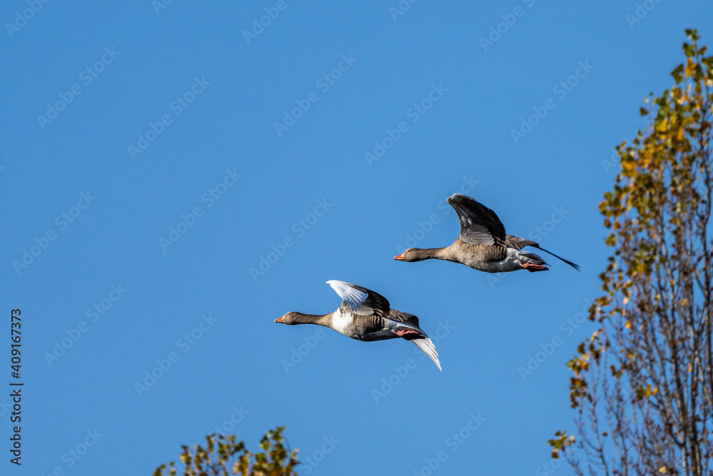 Obraz premium The flying greylag goose, Anser anser is a species of large goose